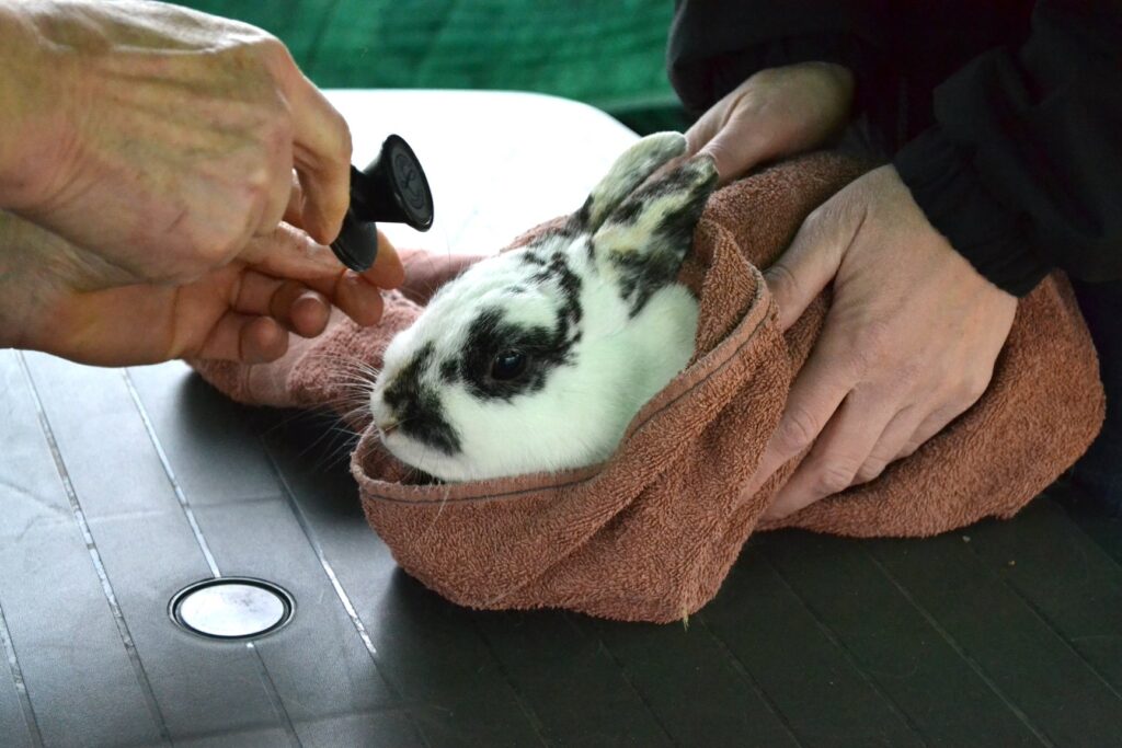 Dierenarts controle