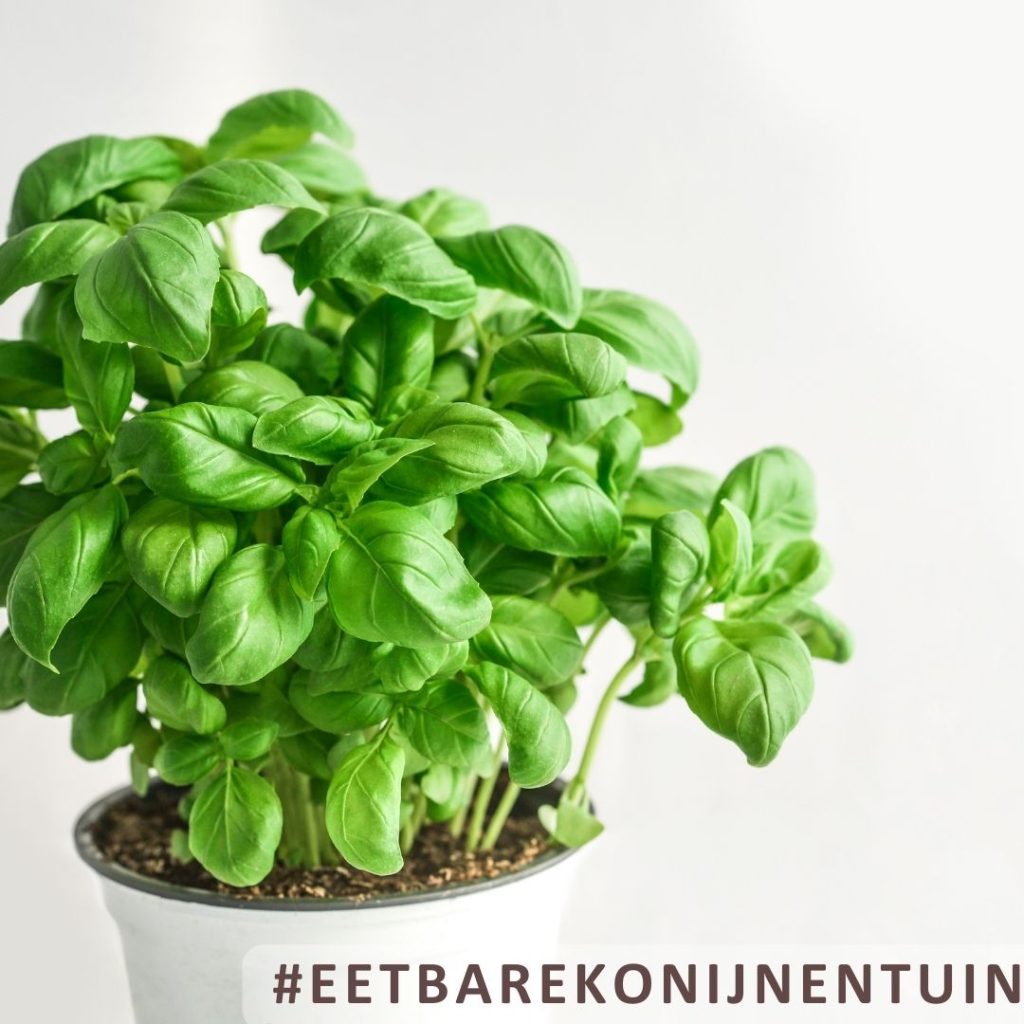 Zadenpakket moestuin voor konijnen
