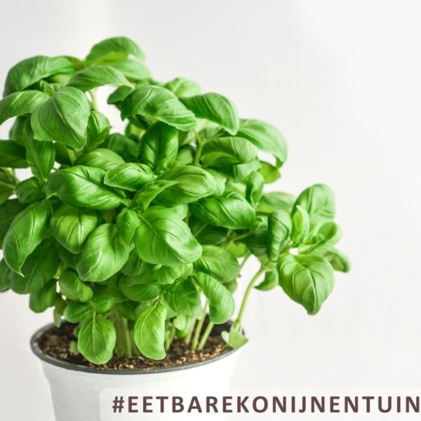 Zadenpakket moestuin voor konijnen