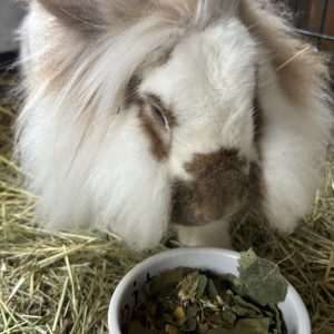 Konijn eet kruiden die speciaal voor oudere konijnen geselecteerd zijn.