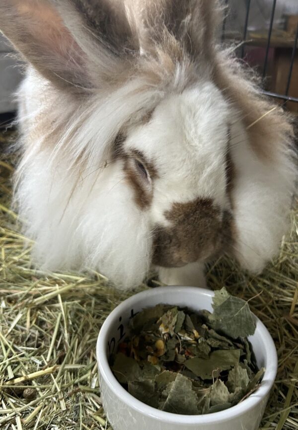 Konijn eet kruiden die speciaal voor oudere konijnen geselecteerd zijn.