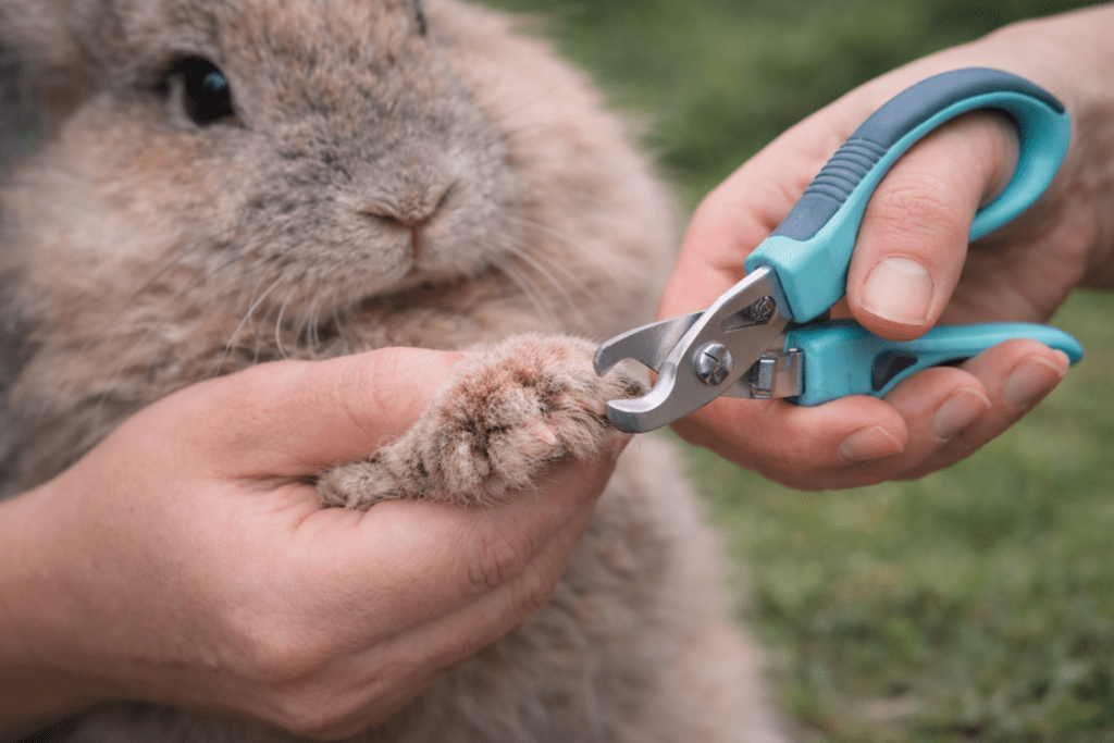 Konijn nagels worden geknipt