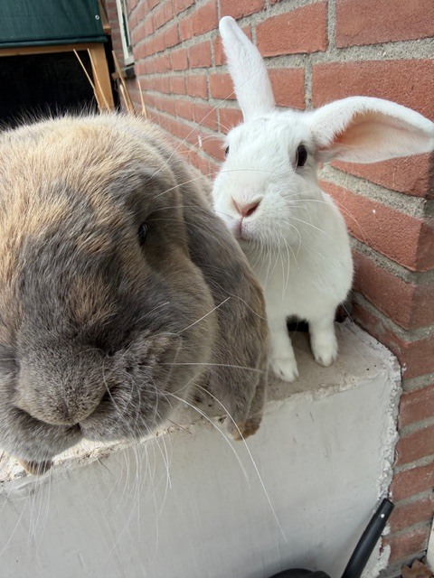 Rocky & Max