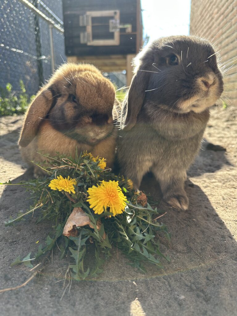 Donatie konijnenliefhebber