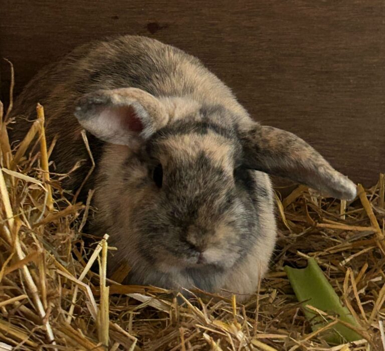 Bonnie
