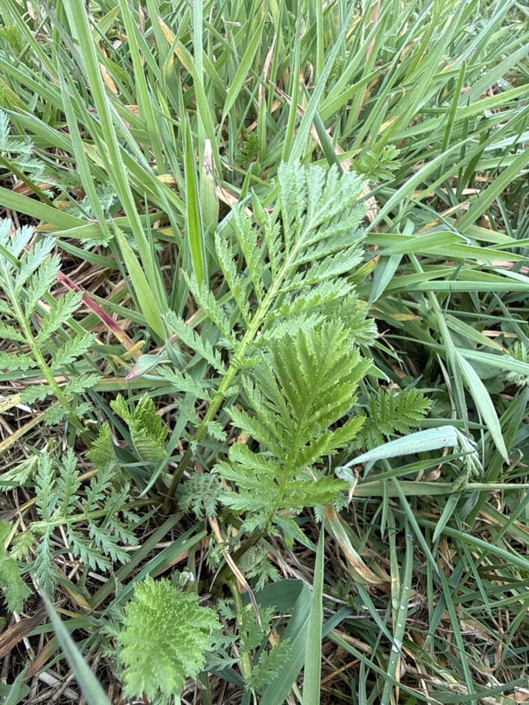 Boerenwormkruid als voedsel voor konijnen