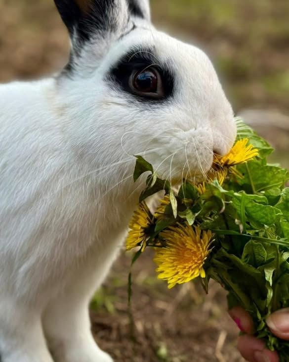Paardenbloem bladeren als natuurlijk voer voor konijnen