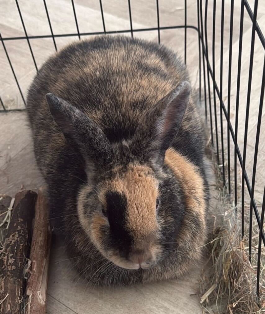 Mabel