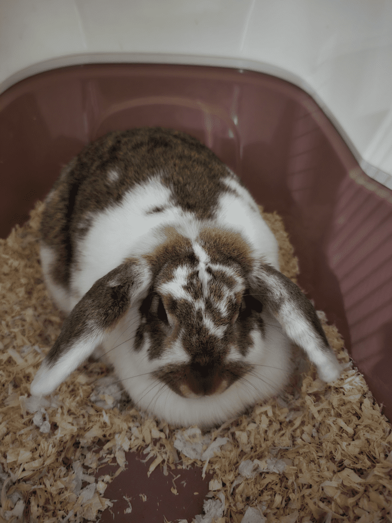 Floortje