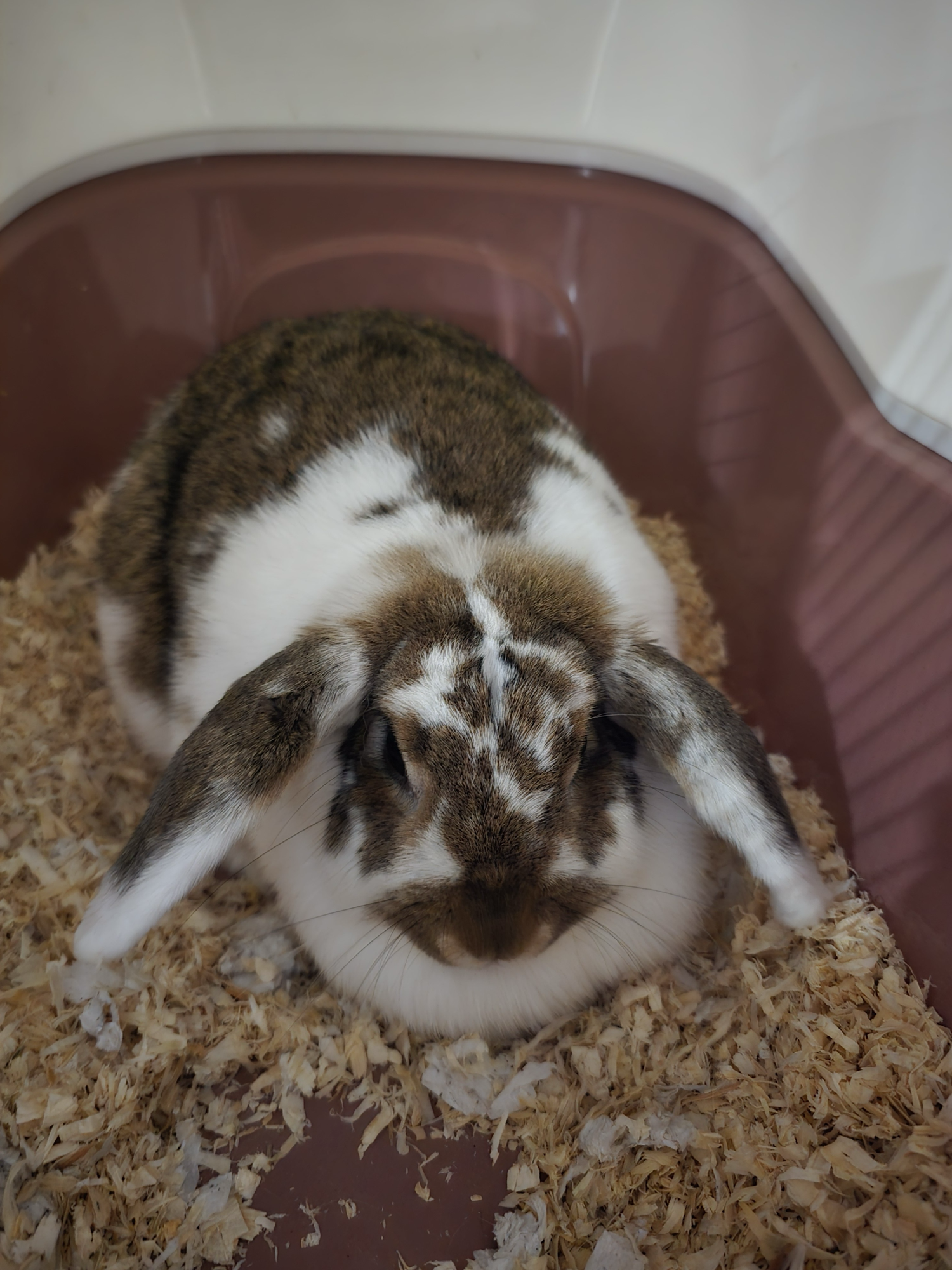 Floortje