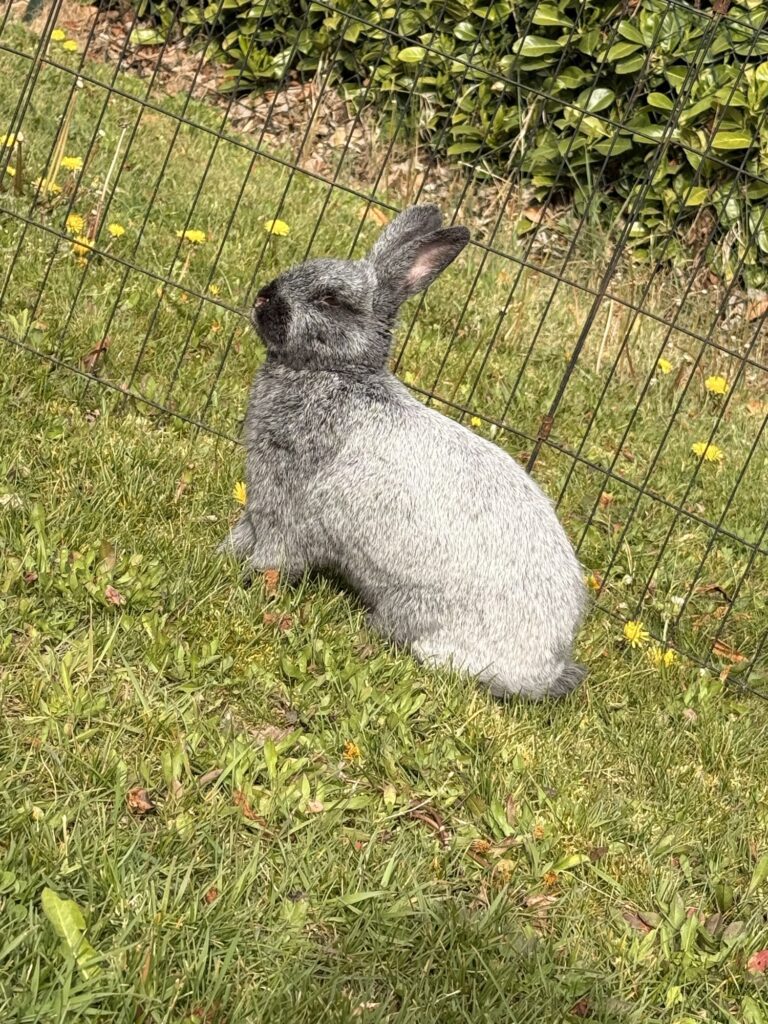 Dex