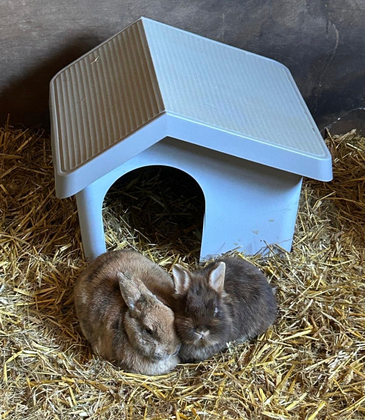 Mexi & Coco