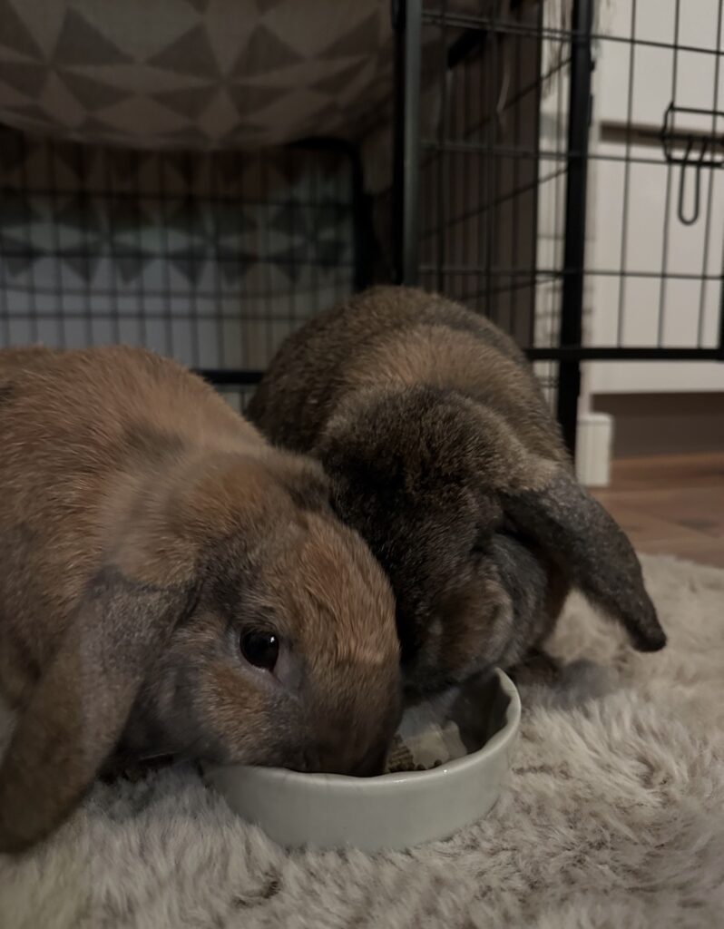 Sammie & Fudge