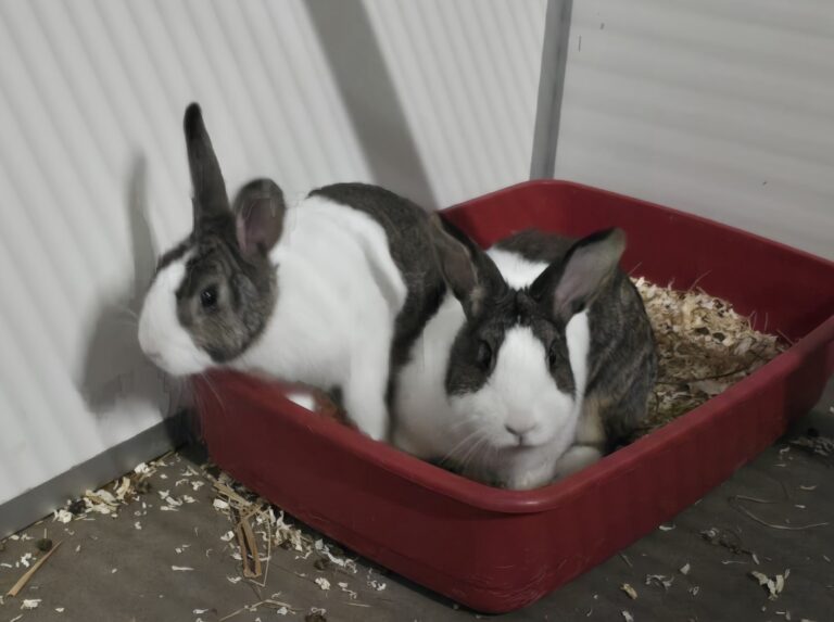 Coco & Virgil