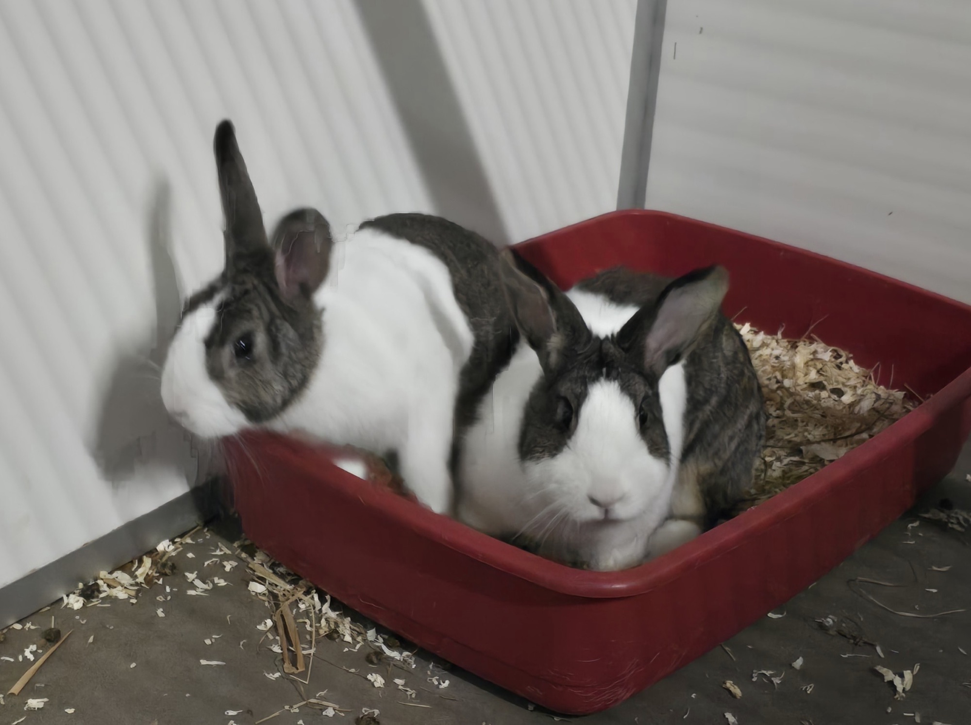 Coco & Virgil