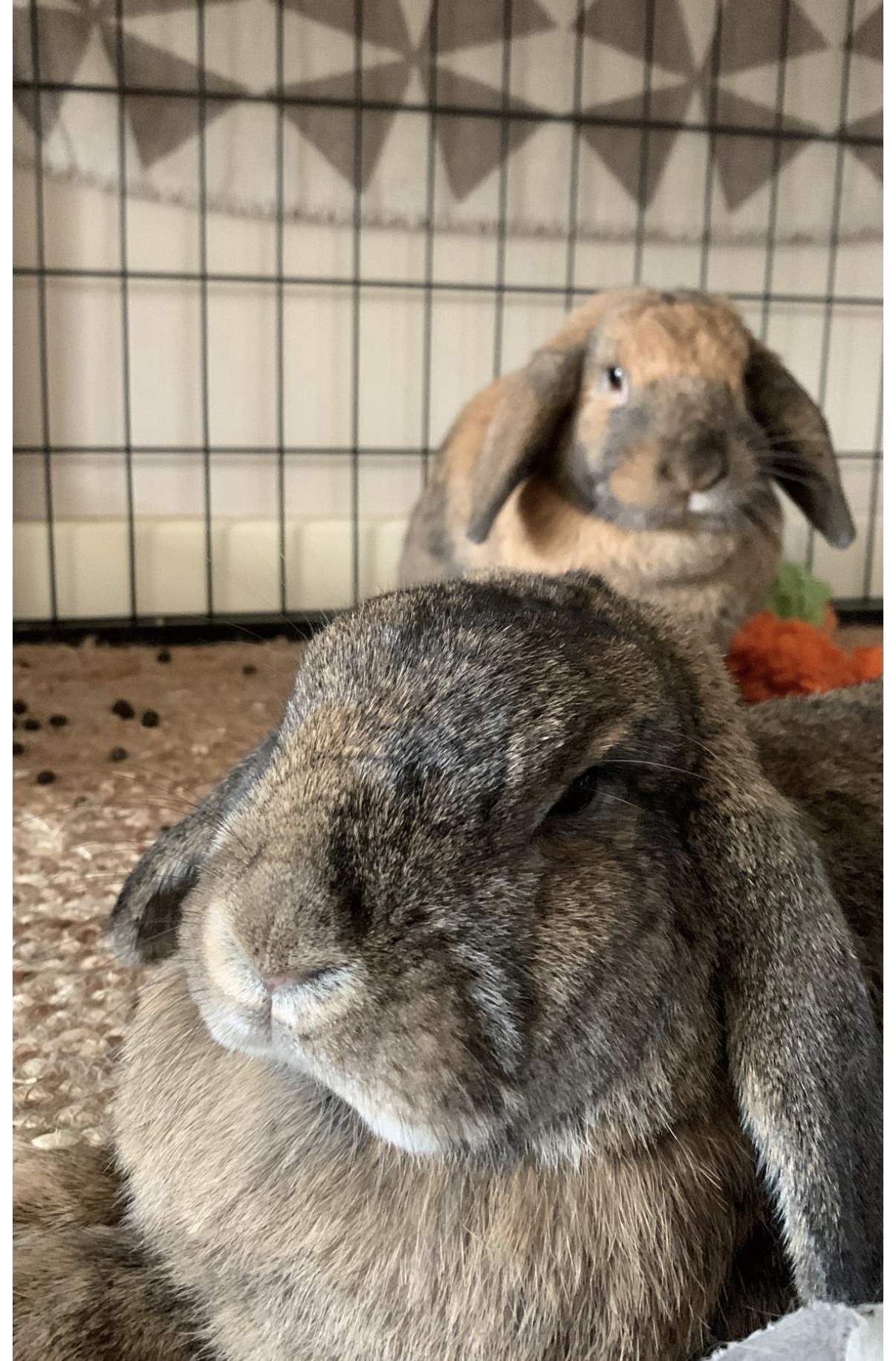 Sammie & Fudge