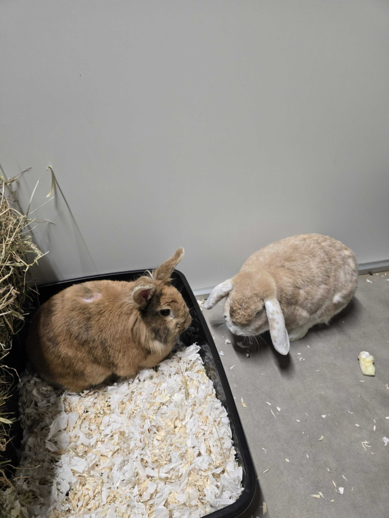 Shaggy & Pluisje zoeken samen een nieuw thuis